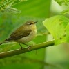 Lesnacek olivovy - Leiothlypis peregrina - Tennessee Warbler o1906